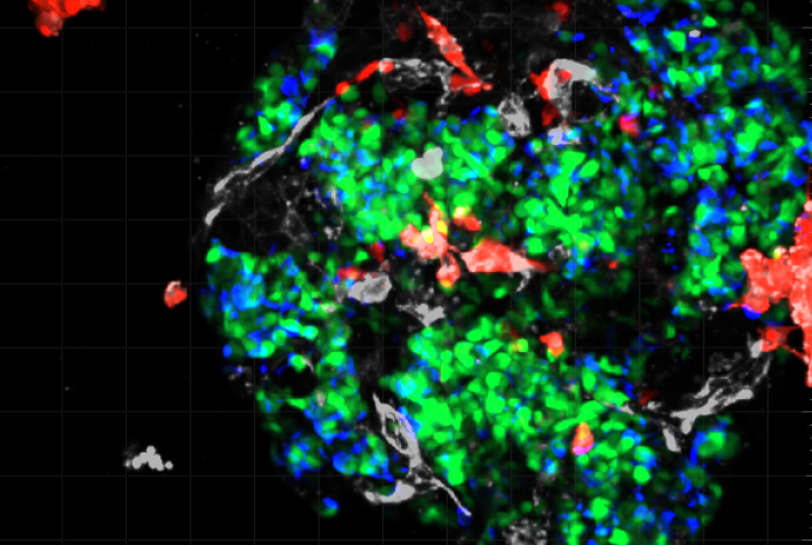 immunofluorescent image of cells stained green, red, and blue